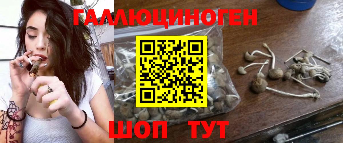 Псилоцибиновые грибы Cubensis Сыктывкар